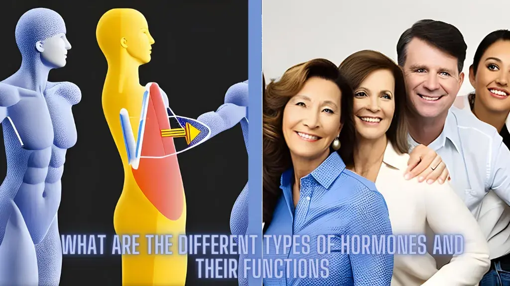 what-are-the-different-types-of-hormones-and-their-functions-womenipx